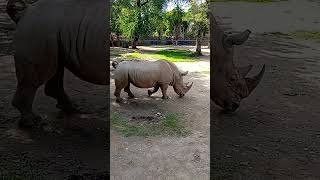 World Biggest Rhino 😧 #shorts #viral #trending #rhino #unfrezzmyaccount