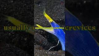 Ribbon Eels: Unraveling the Mystery #shorts #ribboneels