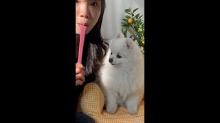 Pretend your tongue is cut off! Fooling the Pomeranian