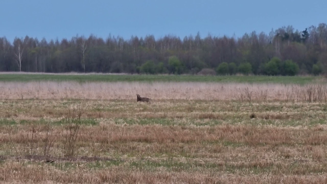 Косуля европейская! Сезон 2021, скоро открытие!