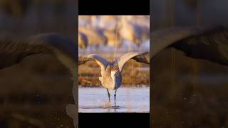 Let us wish this pair of sandhill cranes a lifetime together. #wildlife #animals #shorts