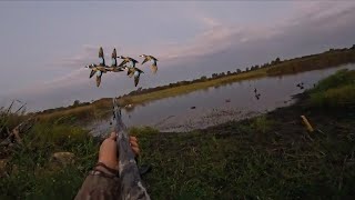 Blue Wing Teal Hunting 2025 | East Texas Opening Weekend Success
