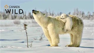 Polar Bear Love  Baby Ice BEAR CUBS Cling to Mama! Des petits TRÈS mignons | Canada Wild ??