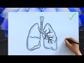 How To Draw A Human Lungs Easy Anatomy Diagram With Labels Lungs Drawing