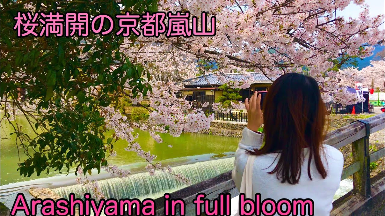 年4月3日 金 桜満開の京都嵐山kyoto Arashiyama In Full Bloom 樱花季节的岚山 4k Youtube