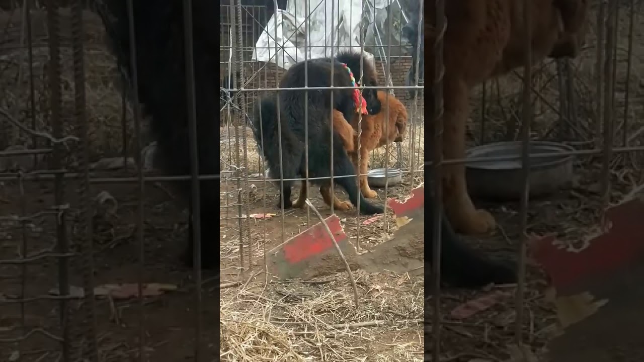 Black and Red Tibetan Mastiff Successful Mating for New Puppies in 2020