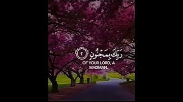 سورة القلم بصوت القارئ سالم الرويلي ♥️