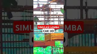 simulasi lomba cucak ijo #sumulasilombacucakijo #cucakijogacor #cucakijobongkarisian