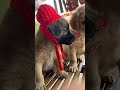 Real vs AI cuts adorable puppy #cute #adoreble #petlover