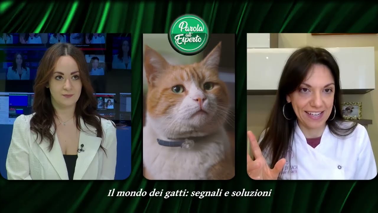 PAROLA ALL'ESPERTO | Il mondo dei gatti: segnali e soluzioni