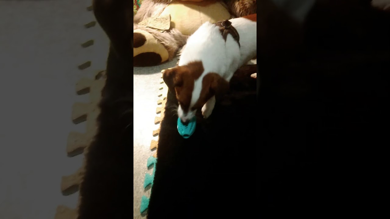 Игрушка-кормушка