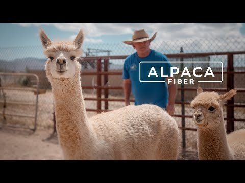 What is Alpaca  The Ultimate Guide to Alpaca Wool