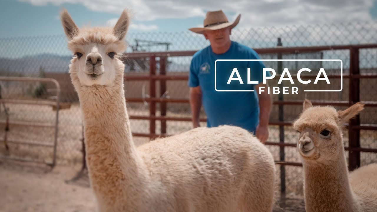 Why is alpaca wool sustainable? 10 reasons – Be ALPACA