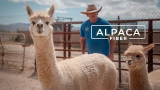 Why Alpaca Wool is Called the Fiber of the Gods | PARAGRAPHIC