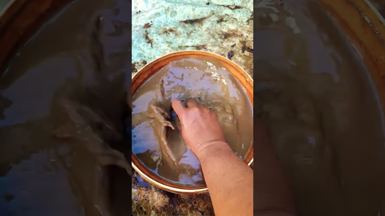 Im Cute Yes Chihuahua Remiroyale92 Viralvideo Fyp Trendingreels - YouTube Auto PHP Script