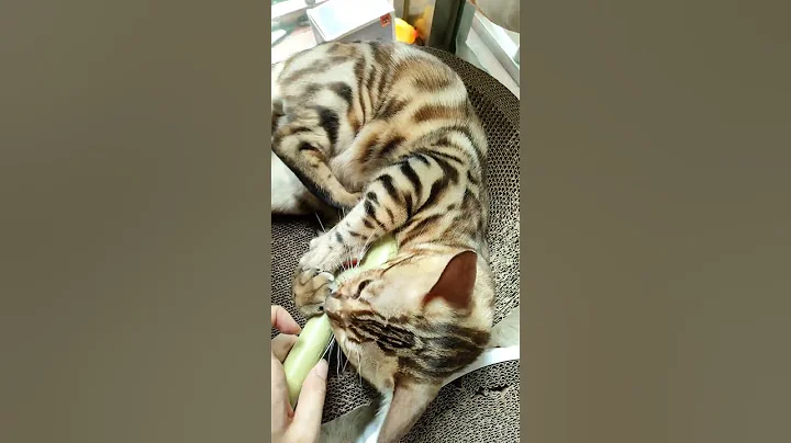 Video 2543691: cat grooming pets, cat grooming bath, cats catlover pets, pet bath brush, cat cleaning grooming, pet massage, cat hair brush