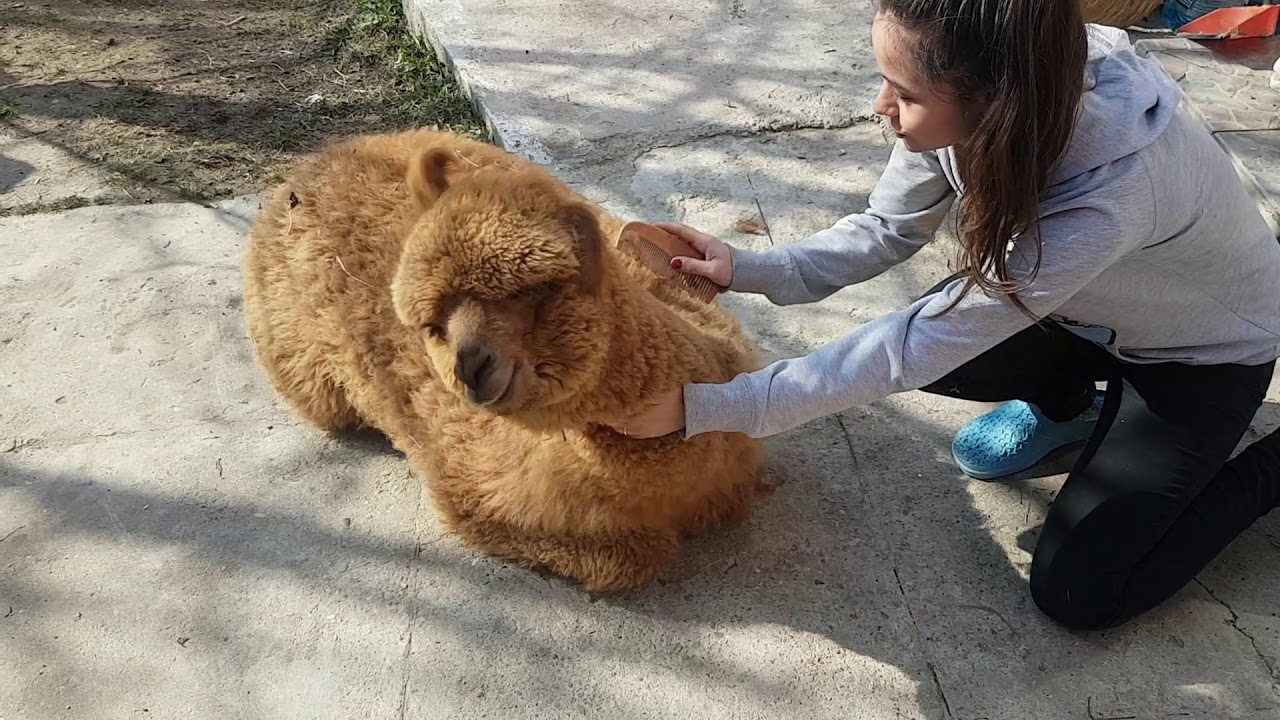 Brushing an alpaca YouTube