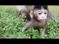 Life of monkeys Ep125