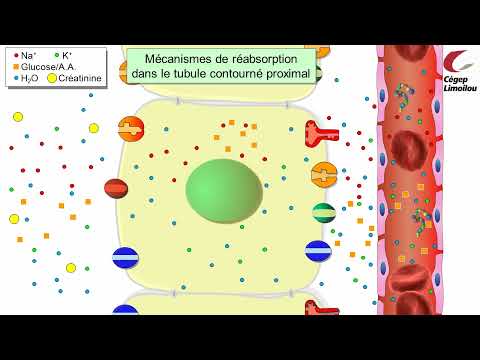 Vidéo: Différence Entre La Filtration Et La Réabsorption