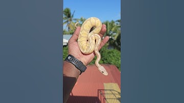 Coral Glow Python Available.                       Ph: 70125 31808