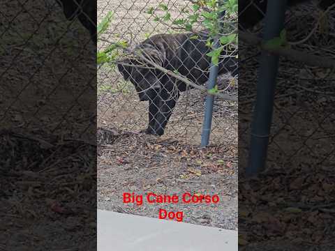 Big Dog Cane Corso Fypシ Canecorso Shorts Pets Viralvideo Fyp Foryoupage Foryou Cute