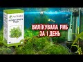 Вилікувала риб за 1 день - простий спосіб🔥