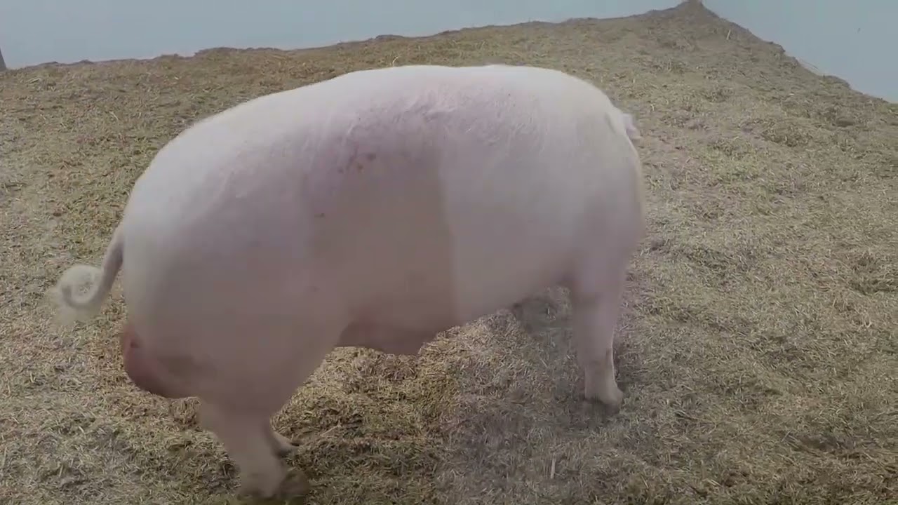 CAIN ZWITSERS LANDRASSE