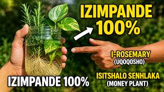 INDLELA ELULA KAKHULU! Indlela Yokumilisa I-Rosemary Ne-Money Plant Ngaphandle Komzamo