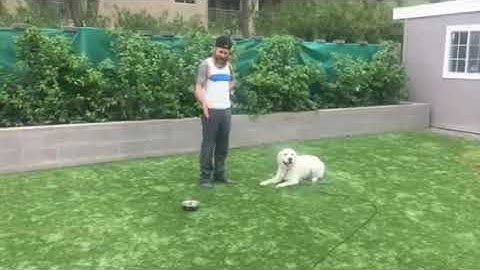 How to Train your Dog the Out Command with the E Collar