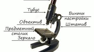 Устройство микроскопа Устройство микроскопа