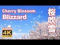 4K  Sakura Cherry blossoms blizzard in Japan  桜吹雪（花吹雪）満開 開花 花見