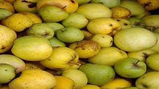 Как консервировать яблочный сок на зиму. Как консервировать яблочный сок на зиму.