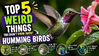 top 5 things you didn't know about humming birds