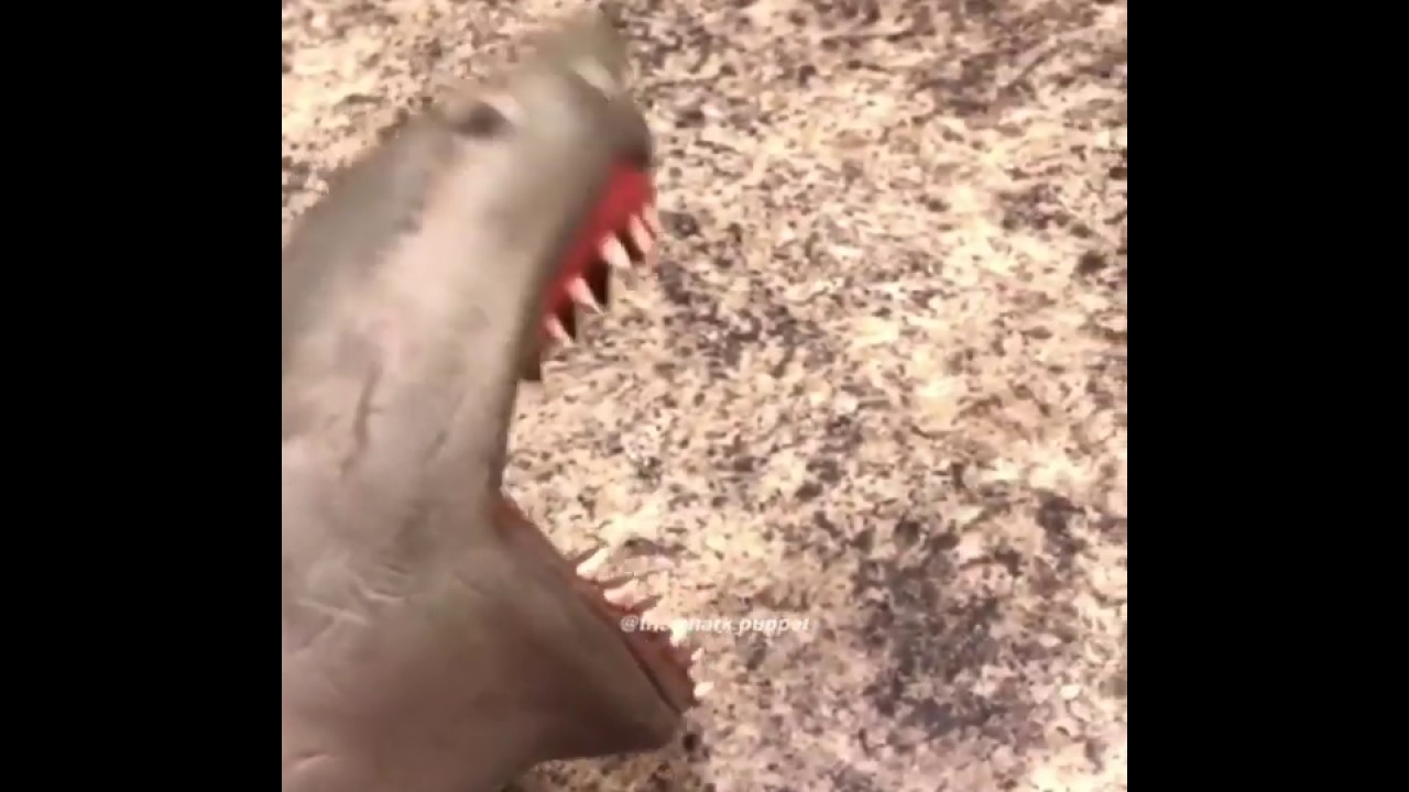 camera iphone 8 plus apk Shark Puppets dad leaves him