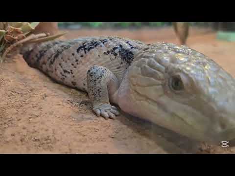 REPTILE HOUSE 🐍🦎🐢ROAD TRIP P2 #reptile #youtubelongvideo #youtubeshorts