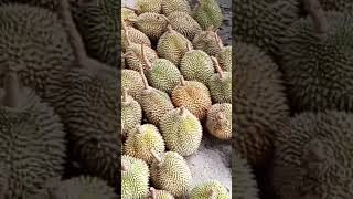 Durian Kasmin #duren  Murah,Harga Jual Lagi