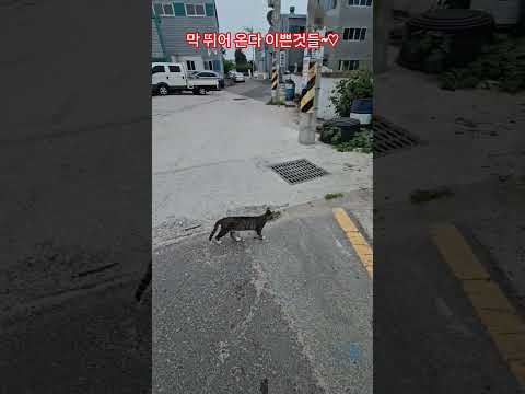 우리 길냥이들 #복순이 #까망이 #순찰 #부산강서구