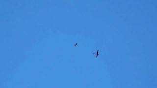 Flair Sunrise + Red Kite