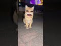 عنتور والرقصه كوميدي مضحك ضحك     كوميديات