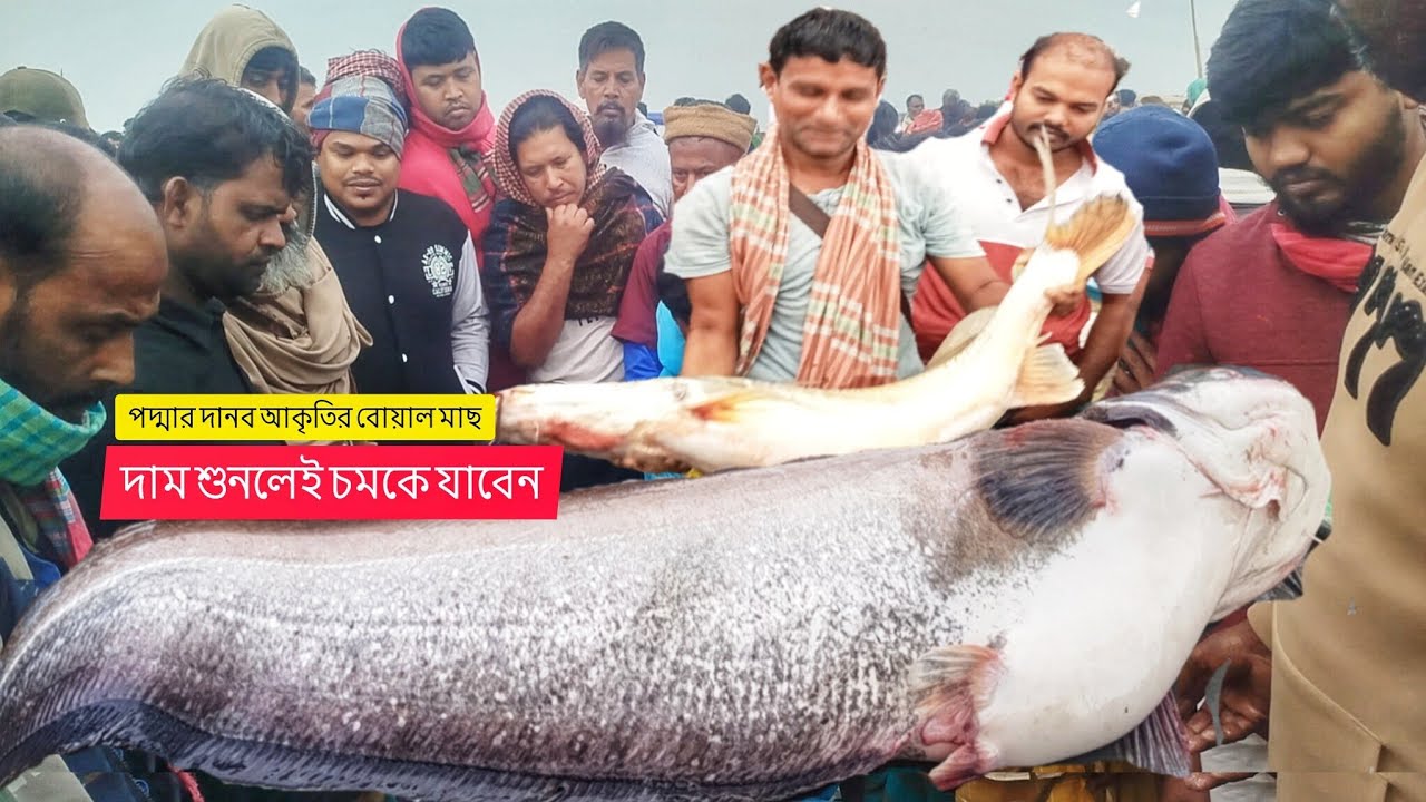 পদ্মা নদীর বিশাল বড় বোয়াল মাছ দাম শুনলেই চমকে যাবেন আজকের ভিডিও না দেখলে