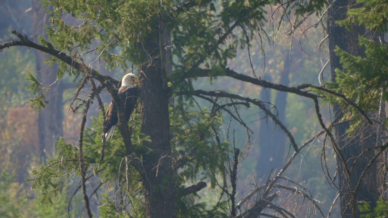 beautiful bald eagle in a tree over a river through smoke from a