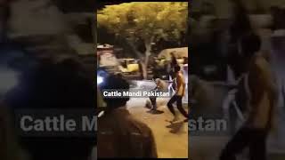 Out of Control Bull 🦬injured people 🤕🤕 -  Qurbani 2022 | Cattle Mandi Pakistan