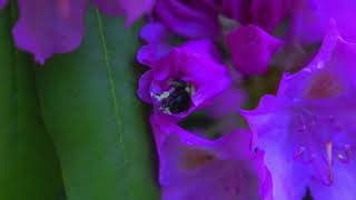 Panasonic Gh6 Slow Motion 4k 120 FPS - Bee - 12-35mm f2.8 iso 500-1000 WB 5000k