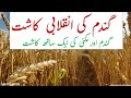 گندم اور مکئی کی ایک ساتھ کاشت|Lowest Cost of Wheat Production