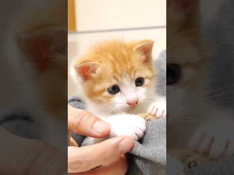 この後もふもふパンチをくらっちゃう兄子猫【赤ちゃん猫　保護猫】 #kitten #子ネコ #cat #好きな子猫 #エウレカねこ部 #cute #gatto #kitty #meow #保護猫