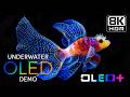 BEST OF OLED - Relaxing Deep Ocean Creatures in 8K HDR | Dolby Vision™