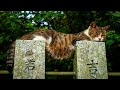 【人気の猫写真 2025年10月】NEKOくらぶ Oct/2025 ~ネコ好きはヤメラレナイ~