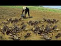 Wow! Collect best 5 Videos Fishing Field Craps By A Fisherman Skill When Dry Wat
