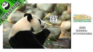 【Panda Countdown】Love Pandas, Love Your Life! 20170810 | iPanda