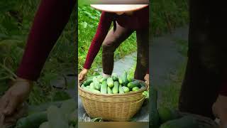 A Bountiful Day: Harvesting 1500+ Fresh Cucumbers On The Farm &amp; Driving My 3-Wheeled Truck To Market